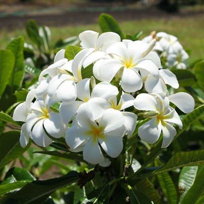 Fragrant White Hawaiian Plumeria Plant Cutting - Live Frangipani Tree Starter for Indoor/Outdoor Tropical Gardens