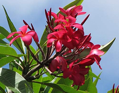 Red Hawaiian Plumeria Cuttings 4 Pk – 11-Inch Unrooted Stem from Big Island Hawaii – Easy to Root, Fragrant Tropical Blooms – for Gardens