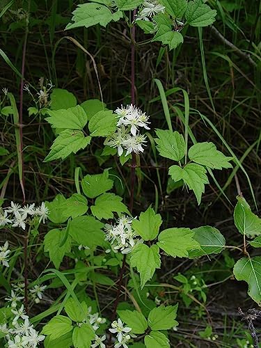 Clematis virginiana - Fall Blooming Love Vine - 2.5" Pot - Very Hard Vine