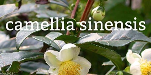 Green Tea Plant Seeds - Camellia sinensis, also known as Tea Plant, Tea Tree (10 Seeds)