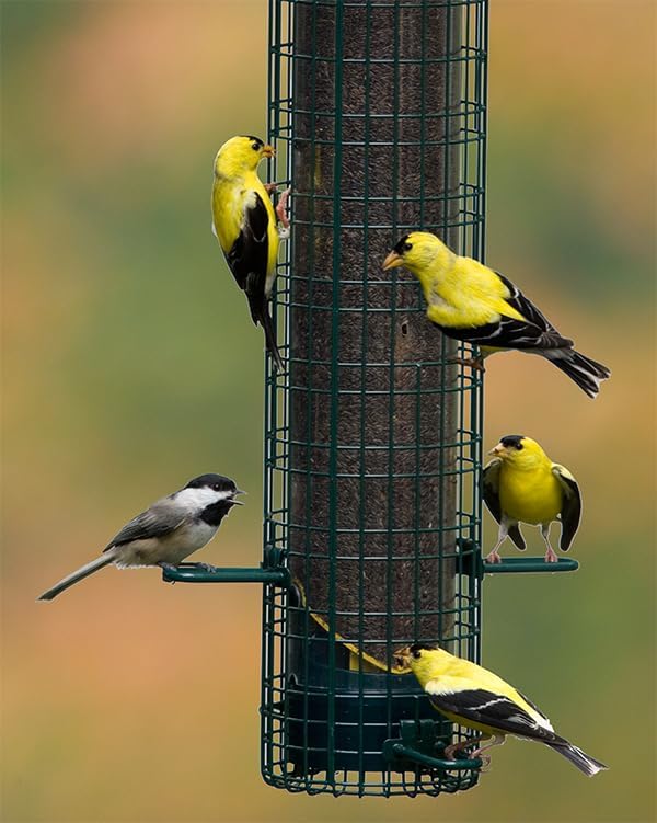 Squirrel Buster® Nyjer® – Squirrel-Proof Nyjer®/Thistle 2.4-pound Seed Capacity Feeder w/8 Feeding Ports & 4 Perches, Easy Fill & Clean