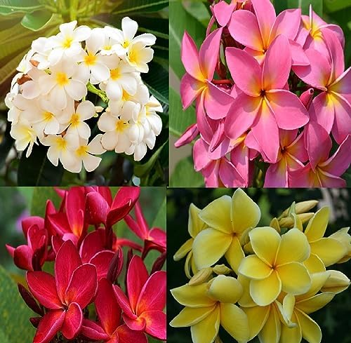 Hawaiian Frangipani Plumeria Tree Plant Cuttings 4Pk H5 Discount Hawaiian Gifts