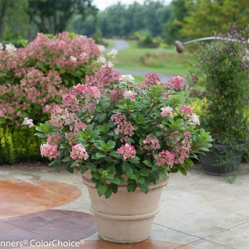 Proven Winners - Hydrangea pan. Little Quick Fire (Panicle Hydrangea) Shrub, White to Pink Flowers, #3 - Size Container