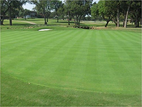 Creeping BentGrass Seeds, 5 Pounds