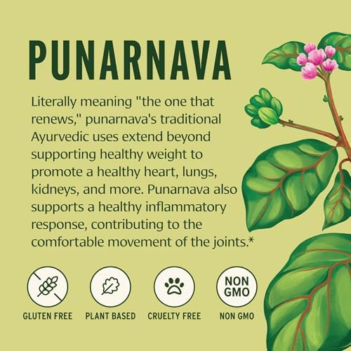 Banyan Botanicals Punarnava Powder – Organic Punarnava (Boerhavia Diffusa) – Traditional Support for Healthy Weight Management* – ½ lb. –
