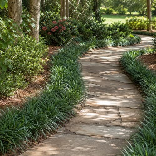 Mondo Grass 18 Pack - Evergreen Groundcover - Full Sun to Part Sun Live Outdoor Plant Loropetalum Grass Plugs