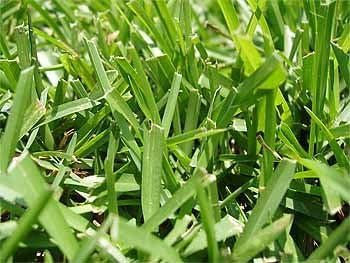 Centipede Grass Seeds"Tifblair Certified" 6 LBS
