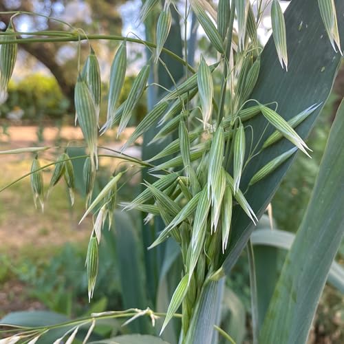 All Good Things Organic Hard Red Spring Wheat Seeds for Planting: 200 Count | Classic Bread-Baking Wheat, High-Protein Hard Red Kernels, Homestead Grain Plot Staple, Doubles as Cover Crop, Non-GMO