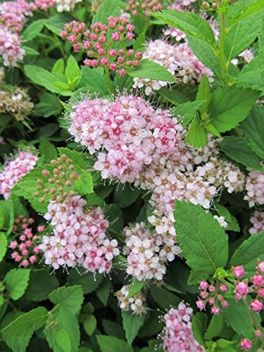 Proven Winners - Spiraea jap. Double Play Gold (Spirea) Shrub, , #3 - Size Container