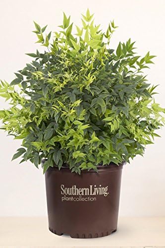 Nandina 'Lemon Lime' PP24749, 3 Gallon