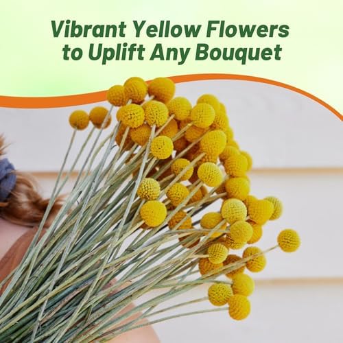Outsidepride Billy Button Craspedia Globosa Seeds - 1000 Pcs Perennial, Hardy & Drought Tolerant, Flower Seeds for Planting w/Yellow Spherical Blooms, Ideal for Cut Flower & Pollinator Gardens