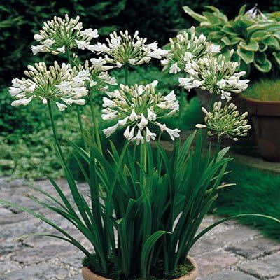 3 Bare-Root White Agapanthus/Lily of The Nile