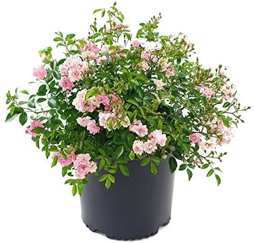 Rosa X Purple Pavement (Rose) Rose, purple flowers, #3 - Size Container
