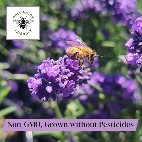 L+ Hidcote Blue Lavender — 4 Live Plants in 4" Pots — Deep Purple-Blue Flowers — Fragrant, Bee-Friendly, Drought & Deer Resistant Perennial — Zones 5–9, Cut Flower & Sachet