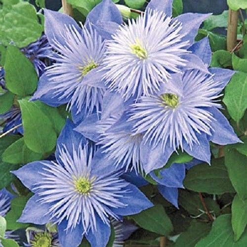 50 Light Blue Clematis Seeds Bloom Climbing Perennial Flowers Seed Flower Vine Climbing Perennial