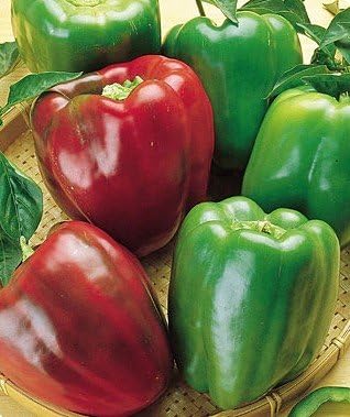 Clovers Garden Lady Bell Red Pepper Plants– Two (2) Live Plants – Non-GMO - Not Seeds - Each 4" to 8" Tall – in 4" Inch Pots – Sweet