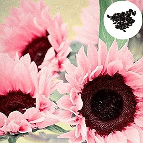 15 Iris Tectorum Rose Sunflower Seeds to Plant – Pink Sunflowers, Edible Flower Seeds
