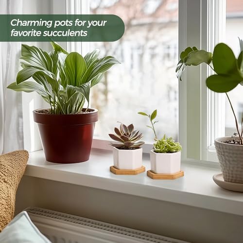 T4U Small White Succulent Planter Pots with Bamboo Tray Hexagon Set of 2, Geometric Ceramic Cactus Plant Holder, Succulent Plant Gifts for Gardener Women Coworker, Home Office Table Desk Decoration | Live cactus bonsai starter, Indoor windowsill decor, O…