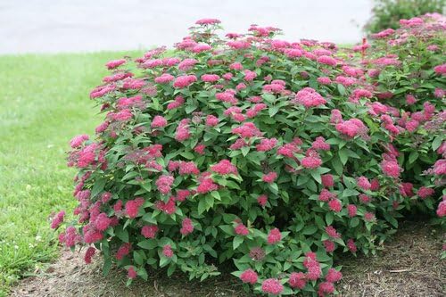 Proven Winners - Spiraea jap. Double Play Gold (Spirea) Shrub, , #3 - Size Container