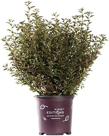Proven Winners - Physocarpus op. Summer Wine (Ninebark) Shrub, red foliage, #2 - Size Container