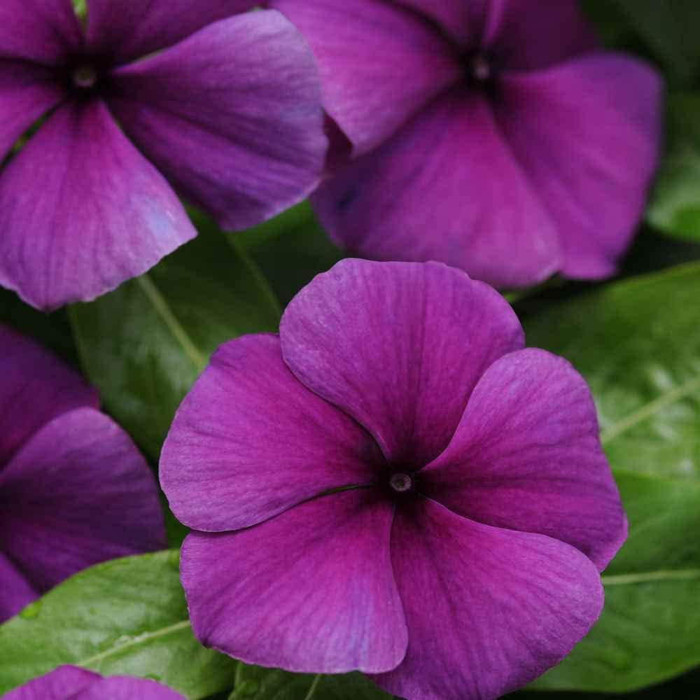Outsidepride Blueberry Periwinkle Seeds for Planting – 50 Pcs Annual, Fast-Blooming