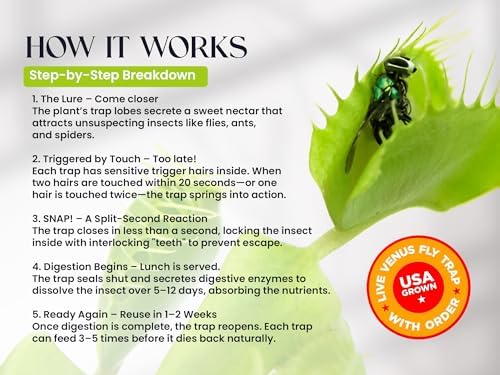 Venus Fly Trap Live Plant with White Ceramic Pot and Carnivorous Plant Soil | Everything to start with carnivorous plants, easy care guide