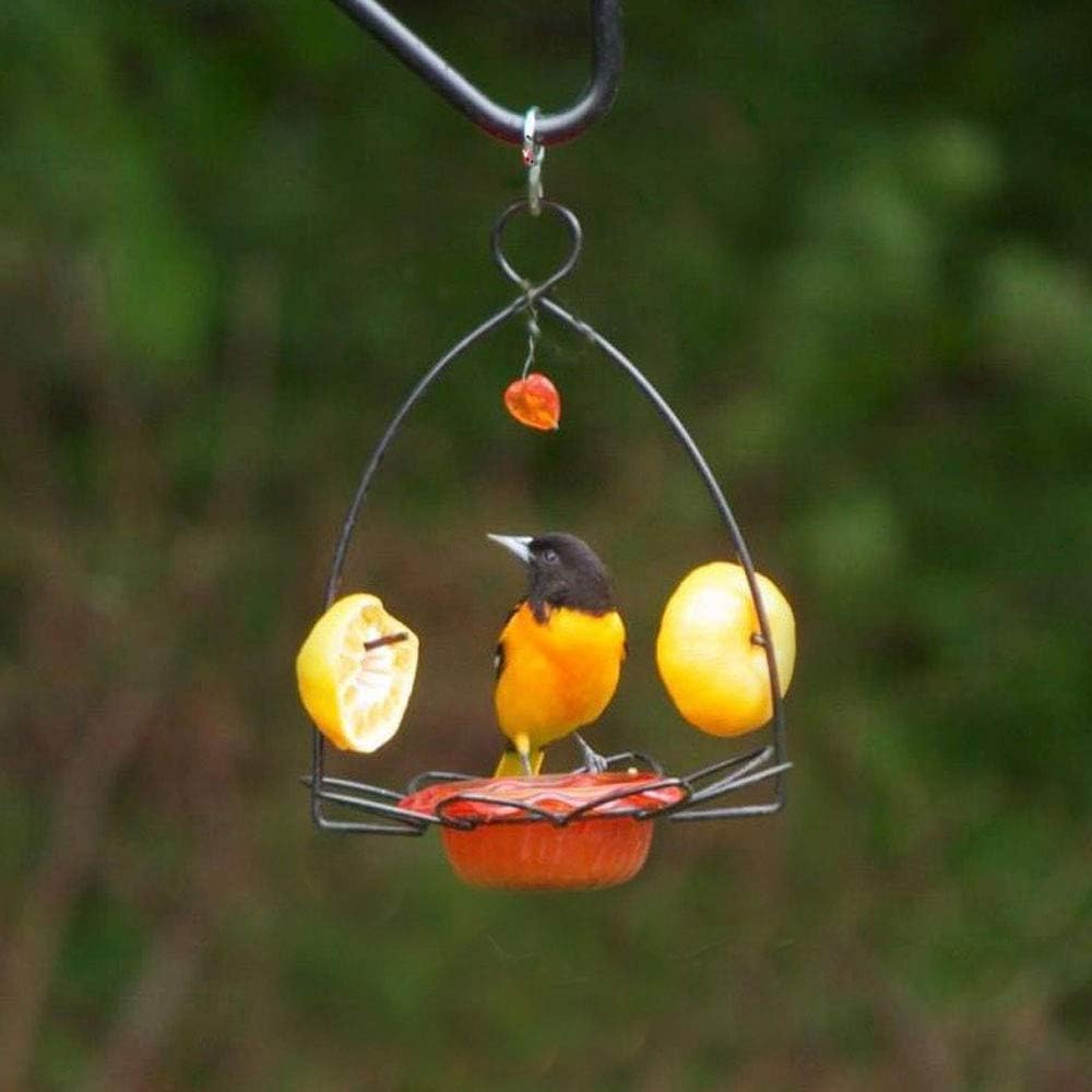 Birds Choice Flower-Shaped Oriole Feeder for Jelly & Oranges | 3oz, Orange | Removable Cup and Fruit Pegs with Heart Ornament, Sturdy for Garden and Backyard, Orange Finish