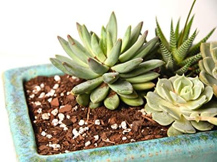 Perfect Plants Succulent & Cactus Soil, 8 qt, Organic Potting Mix | Fast draining blend of peat moss, composted pine bark, perlite and lime for the dry roots cacti love, resealable bag