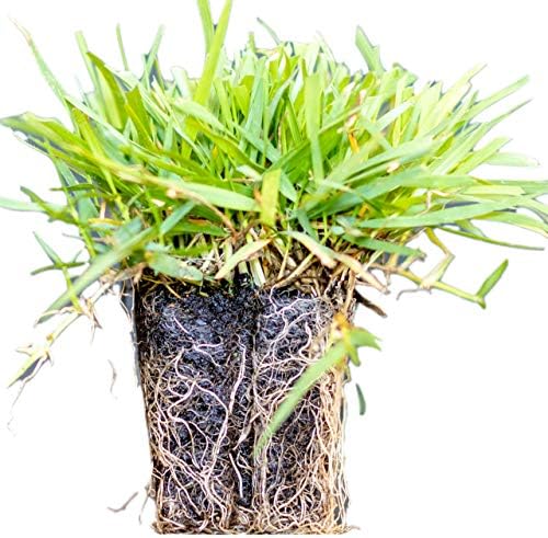 50 Zoysia Grass Plugs & Auger | Beginner's Pack