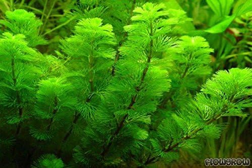10 Species Live Aquarium Plants Package - Microsorum Java Fern, Swords, Vallisneria and More!