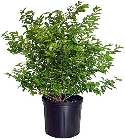 Callicarpa dich. 'Early Amethyst' (Beautyberry) Shrub, pink flowers, #3 - Size Container