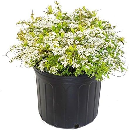 Proven Winners - Spiraea jap. Double Play Gold (Spirea) Shrub, , #3 - Size Container