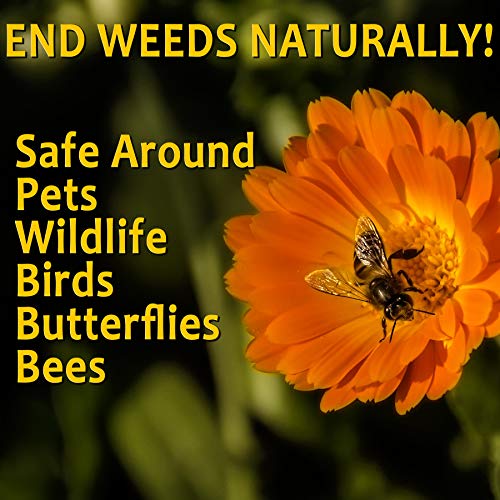 Natural Weed Killer Spray, No Glyphosate, Results in Less Than 24-Hours (128 oz Gallon)