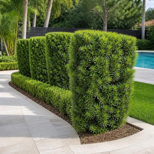 Podocarpus Japanese Yew | 10 Live Plants | Podocarpus Macrophyllus | Evergreen Shrub, Low Maintenance, Drought Tolerant, Privacy Screen Landscaping, Fast Growing, Ornamental Foliage