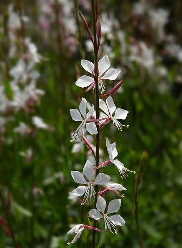 100 White GAURA Whirling Butterflies Gaura Lindheimeri Flower Seeds