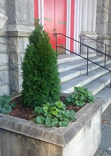 Emerald Green Arborvitae Tree ( Thuja ) - Live Plant - Trade Gallon Pot