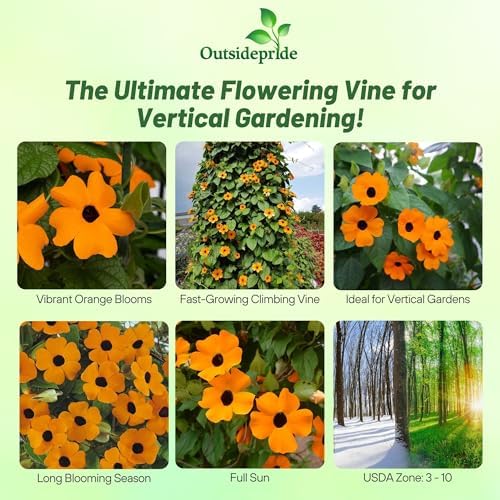 Outsidepride Sunrise Orange Thunbergia Black Eyed Susan Seeds - 100 Pcs Annual, Climbing Vine Flower Seeds for Planting Orange Blooms for Low Maintenance Gardens, Containers, Trellis & Fences