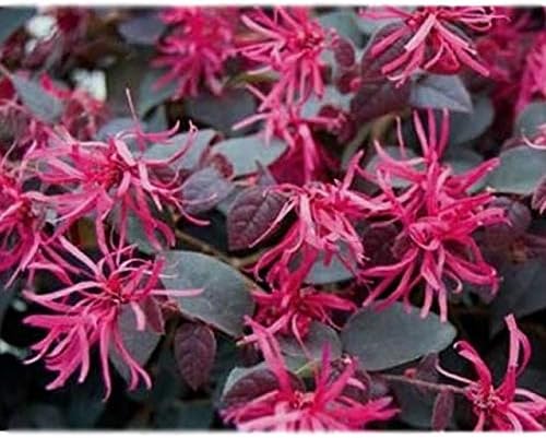 Plum Delight Loropetalum (Chinese Fringe) - Live Plant - (1 QT)