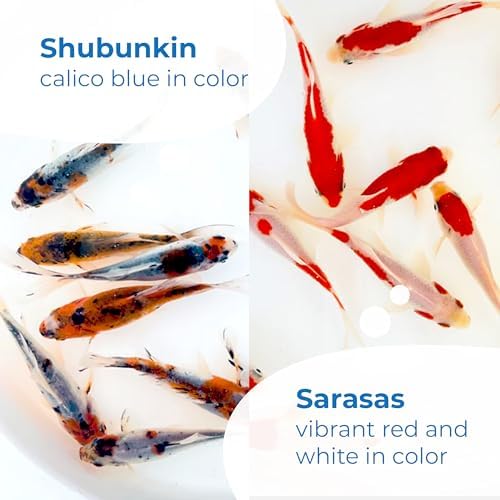 Toledo Goldfish Live Shubunkin and Sarasa Goldfish Combo, Live Fish with a Variety of Colors and Patterns - Perfect for Ponds, Tanks, and Aquariums - 3-4 Inches, 3 of Each, 6 Total Count