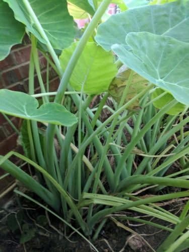 10 Bulbs Roots of Corns Colocasia Gigantea Bac Ha Doc Mung Elephant Ears