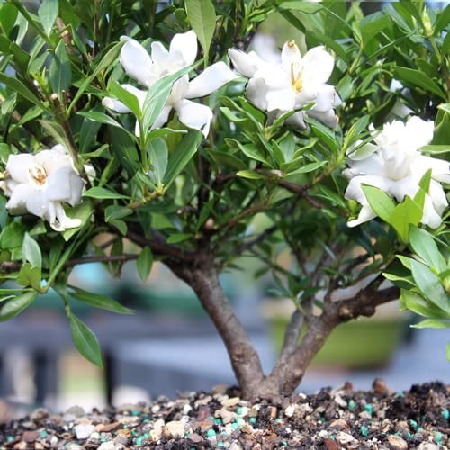 Brussel's Live Gardenia Outdoor Bonsai Tree - 6 Years Old, 10" to 14" Tall with Decorative Container | Live Bonsai Tree, Gardenia, Outdoor, 6-Year Old