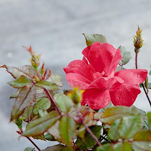 Perfect Plants Double Red Knock Out Rose, 3 Gallon, Live Plant | Vibrant blooms spring through summer, zones 5-10, low maintenance and easy to grow