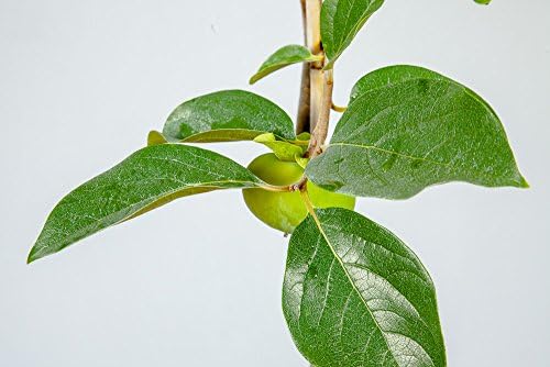 Perfect Plants Fuyu Asian Persimmon Tree Live Plant, Produces Fruit, 3-4 ft, Self-Pollinating