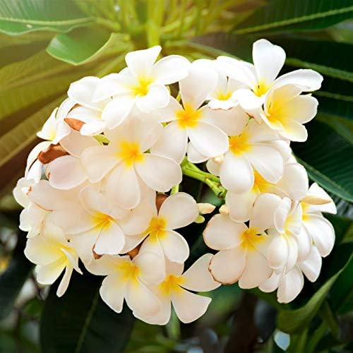 White Plumeria Slip Grown on Big Island Hawaii G4