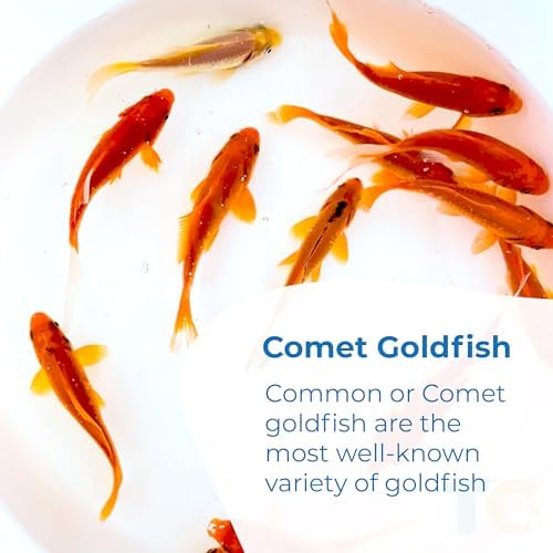 Toledo Goldfish Classic Comet Goldfish: Live Goldfish with a Variety of Sizes for Ponds, Tanks, and Aquariums - 3-4 Inches, 5 Count