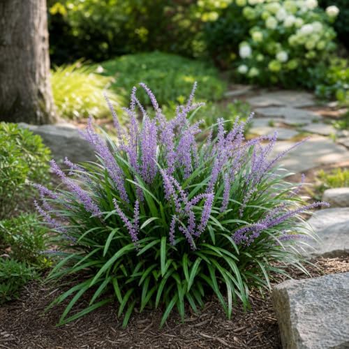 Emerald Goddess Liriope Muscari - 3 Live Plants - Drought Tolerant Low Maintenance Evergreen Ground Cover Grass