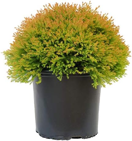 Live Plant Thuja-X Green Giant Evergreen Tree (Western Arborvitae), 3-Gallon Fully Potted Plant from Green Promise Farms