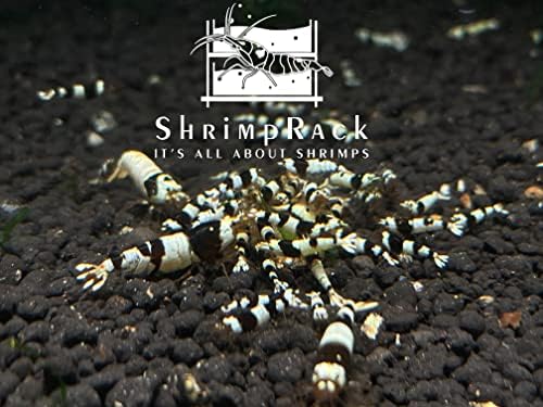 ShrimpRack® 10+1 Crystal Black Shrimp CBS Grade S-SSS Live Freshwater Aquarium Shrimps 1/4 to 1/2 inch Long.