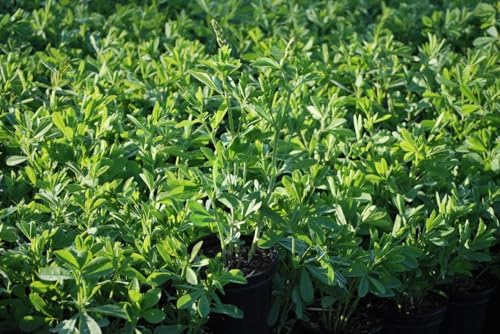 Baptisia Australis (False Indigo) Perennial, Size-#1 Container, Intense Blue Flowers