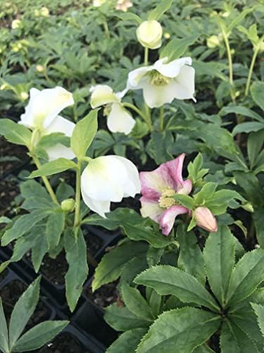 3 Containers of Mixed Lenten Rose/Hellebore in 2.5 Inch Pots- Great for Fall Planting!